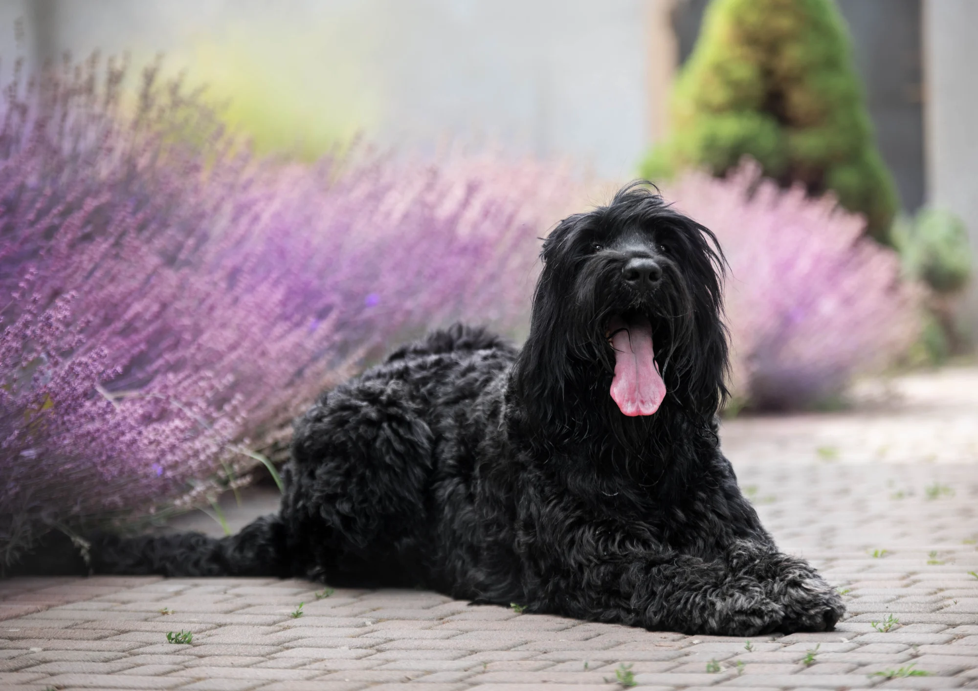 Chien de race Terrier noir russe
